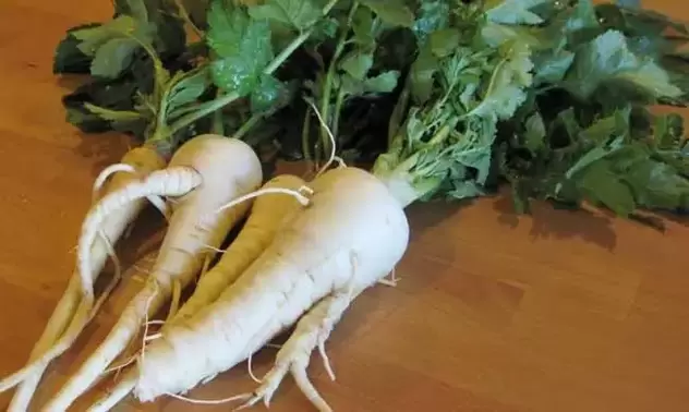 Using parsnip root as a condiment can increase the potency. 